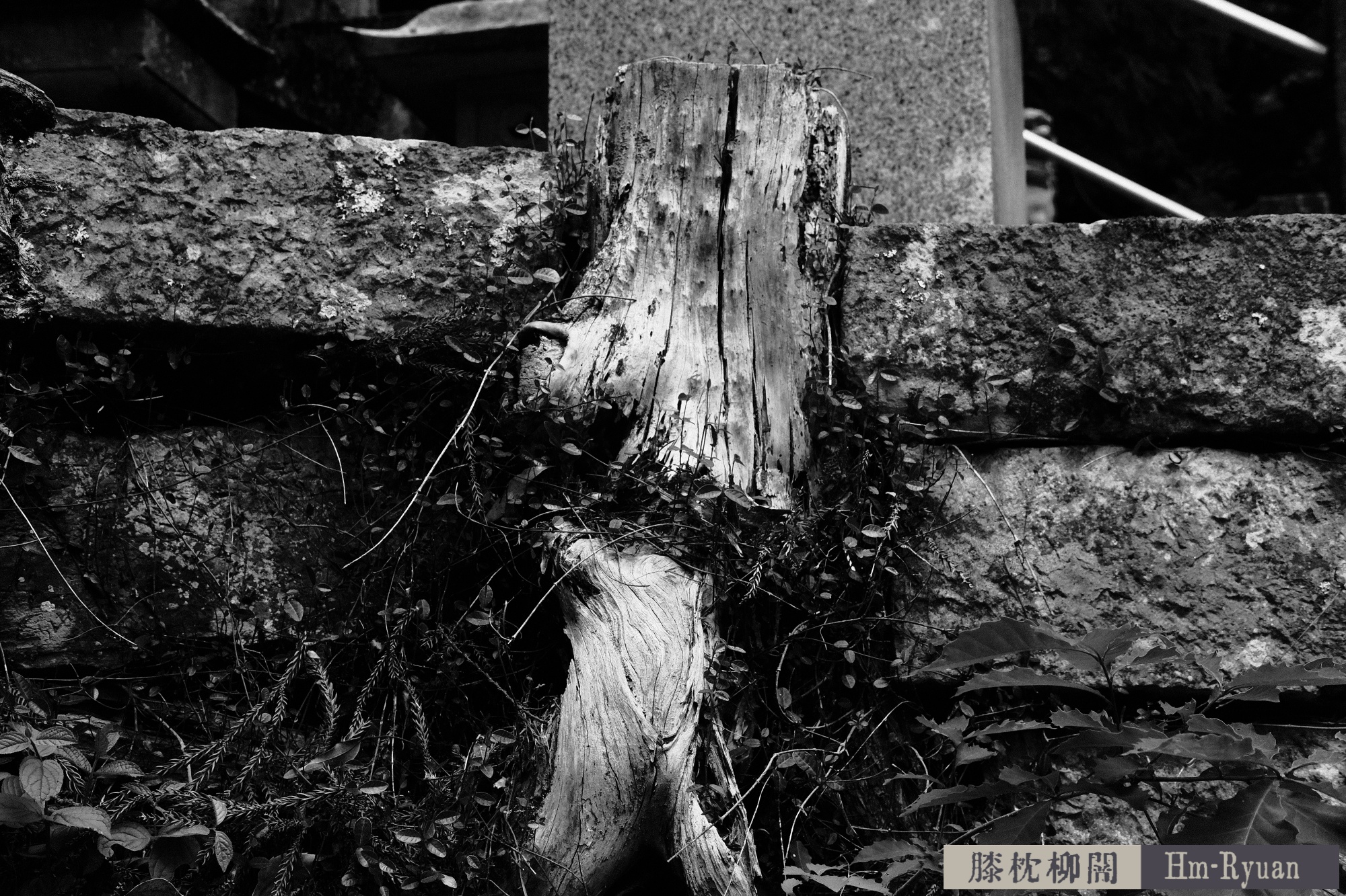 CC_DSCF7644