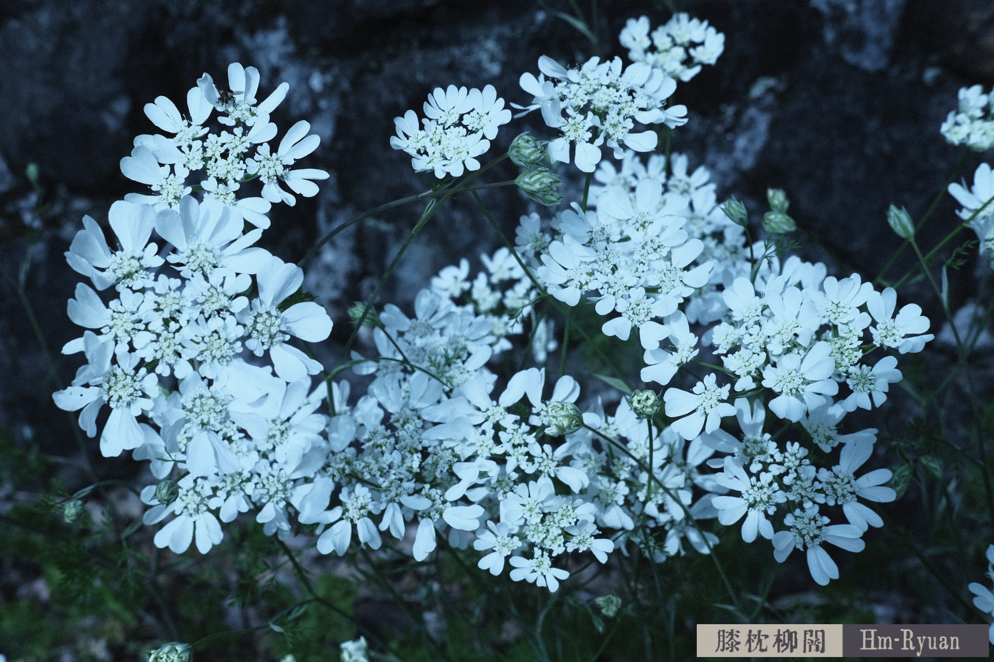 CC_DSCF7647