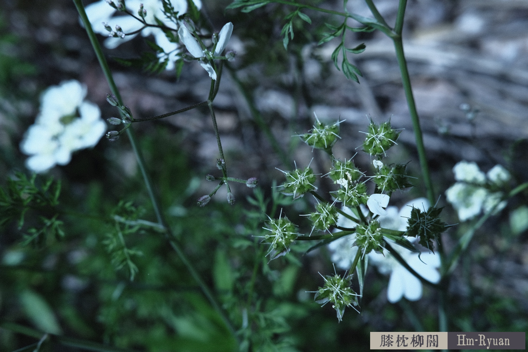 CC_DSCF7648
