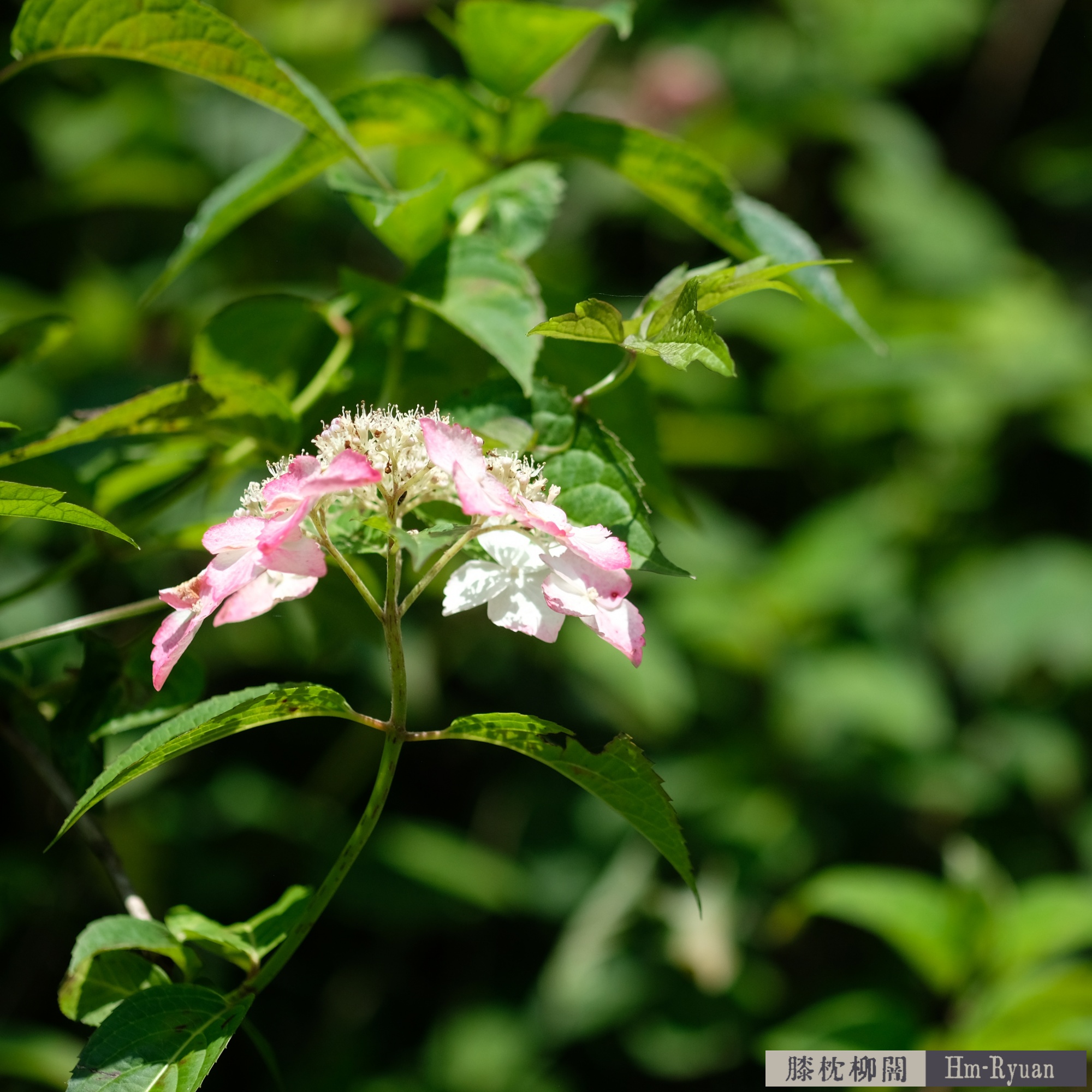 CC_DSCF7693