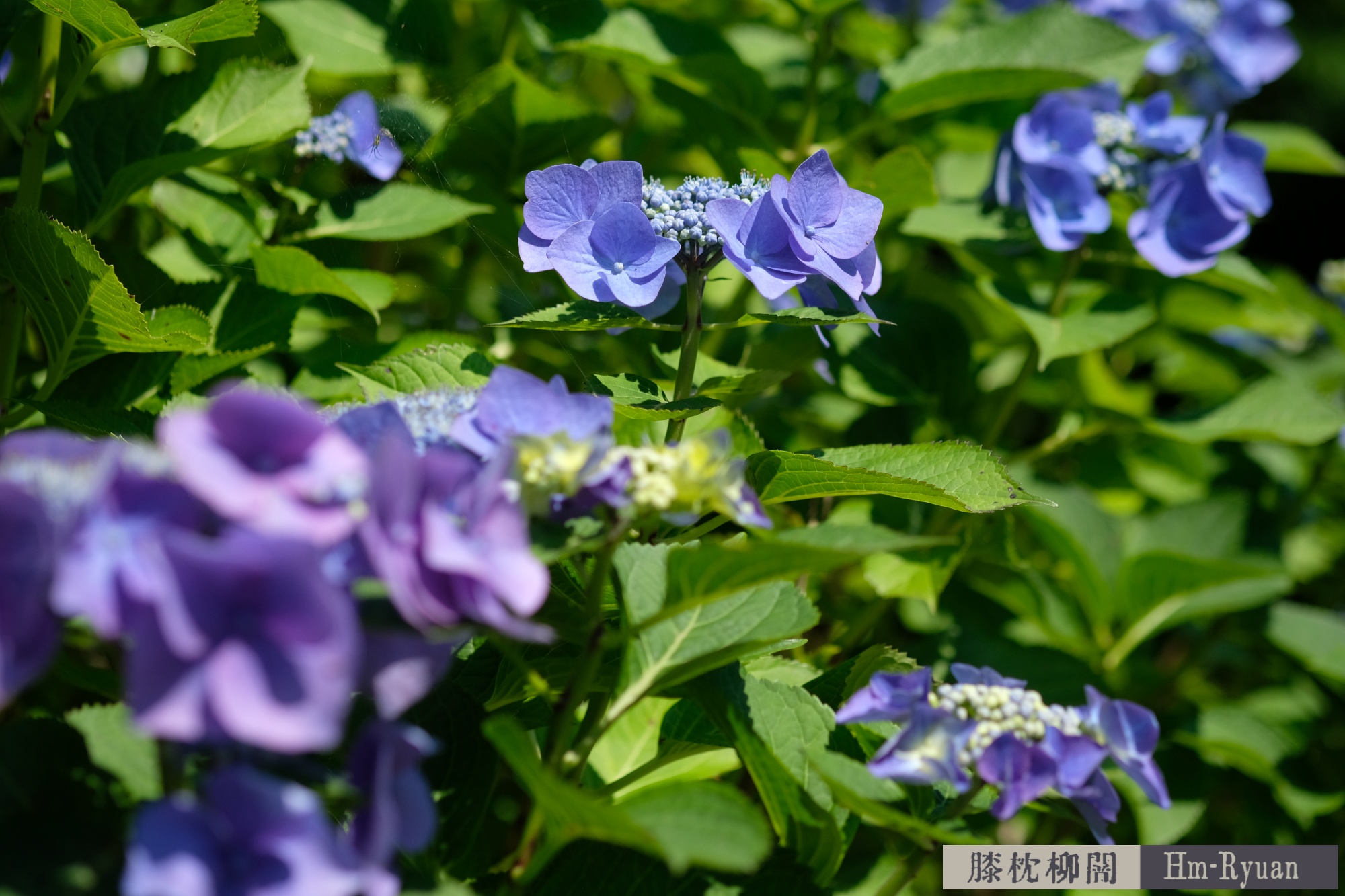 CC_DSCF7701