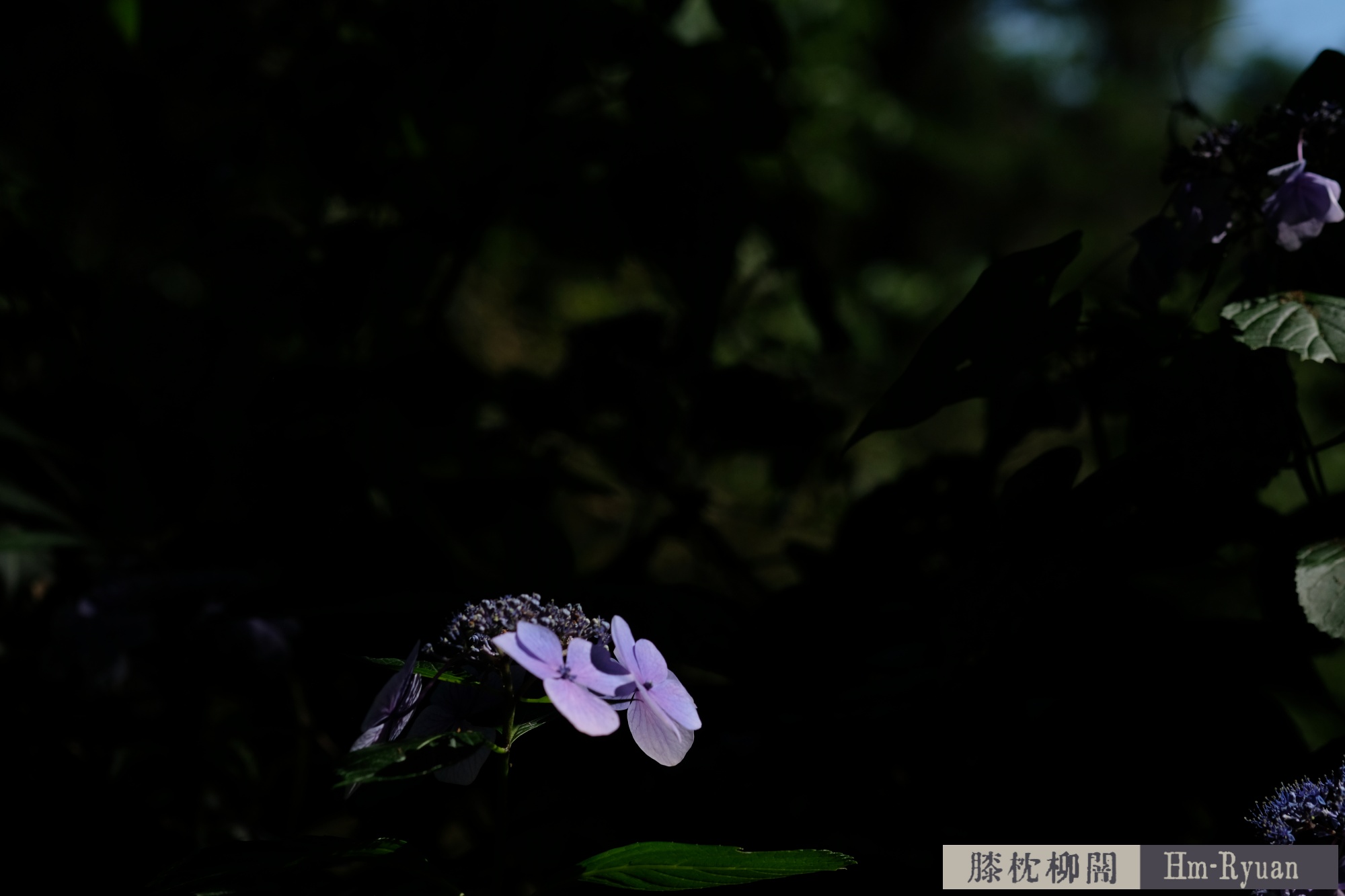 CC_DSCF7709